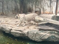 -灵玲国际马戏城