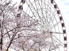 -顾村公园