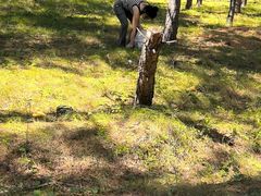 -五营红松林海景区