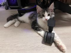 -猫大福·Fortune Cat猫舍(百子湾店)