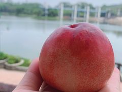 -东莞植物园