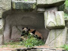 -中国大熊猫保护研究中心雅安碧峰峡基地