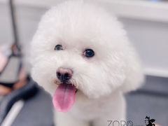 -佐罗家宠物馆·猫文化馆(紫霞路店)