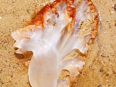 -那香海钻石沙滩浴场