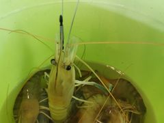 -小象钓虾·营地烧烤(洛溪店)