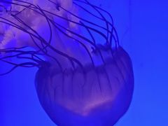 -上海海洋水族馆