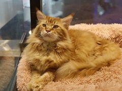 -藏猫猫咖啡主题馆(中央大道店)