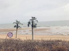 -日照海滨国家森林公园