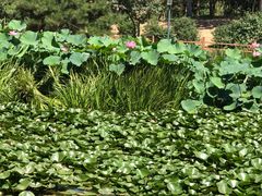 -燕郊植物园