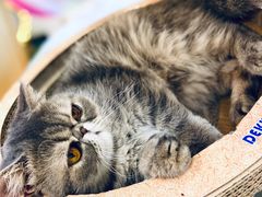 -滚猫咖啡·猫咖·猫友好撸猫(未来城店)