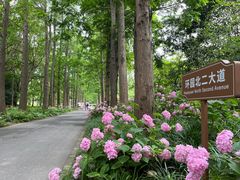 -上海滨江森林公园
