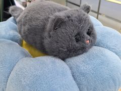 -鹰巢数码·EAGLE’S NEST(SKP店)