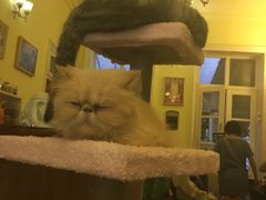 -猫色咖啡·猫咖