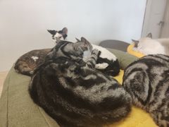 -有喵·猫咖·狗咖·30几只猫10只小狗(岗厦店)