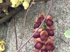 -华南国家植物园-售票处