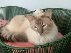 -Cappucimeow猫咪咖啡馆(韦伯时代店)
