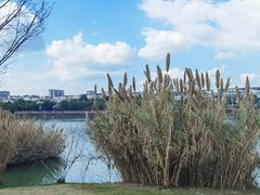 -眉山湿地公园(东坡区)