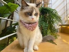 -喵喵咪呀布偶猫咖(春熙路店)
