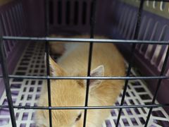 -爱侣宠医·鹦鹉专科·小型哺乳类·异宠专科(灵石路店)