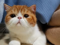 -Bastet sally猫舍购宠(静安店)