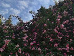 -奥林匹克森林公园北园-停车场