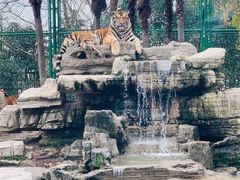 -上海野生动物园
