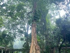 -广西壮族自治区药用植物园
