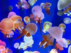 -成都浩海立方海洋公园