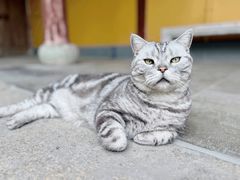 -龙华寺