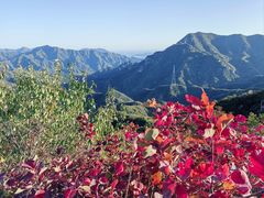 -大岭沟猕猴桃谷风景区