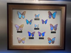 -上海昆虫博物馆