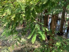 -桤木河湿地公园