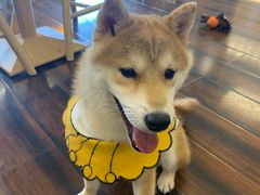 -豆柴町-柴犬主题狗咖(红鼎国际C座店)