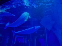 -上海海昌海洋公园-冰山北极馆