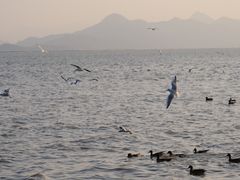 -深圳湾公园(南山区)