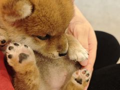 -宠颐生汉谟拉比宠物医院