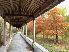 -上海海湾国家森林公园