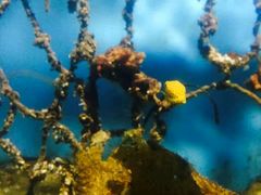 -悉尼海洋生物水族馆