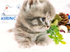 -十年猫舍·猫咪专门店(普陀店)