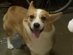 -美联众合动物医院·24h京西诊疗中心