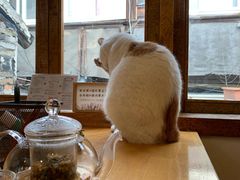-猫的天空之城概念书店(苏州平江店)