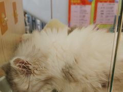 -屋虎猫馆(宝安大仟里店)