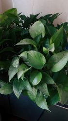 -新龙门刺青·纹身