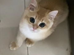 -小猫来了·猫舍(红山六九七九店)