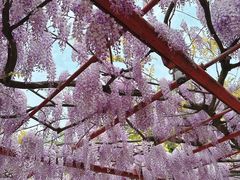 -嘉定紫藤园