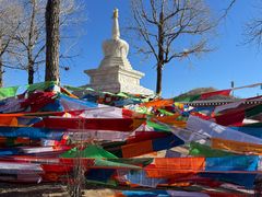 -塔尔寺-菩提树