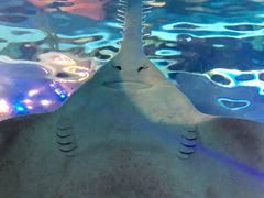 -瑞普利水族馆