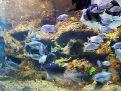 -沙沙哗啦海洋馆(华宇百花谷店)