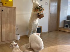 -猫腻·猫咖·撸猫馆(星光大道店)