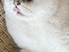 -喵屿·大理花园猫咖